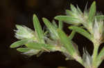 Silver nailwort